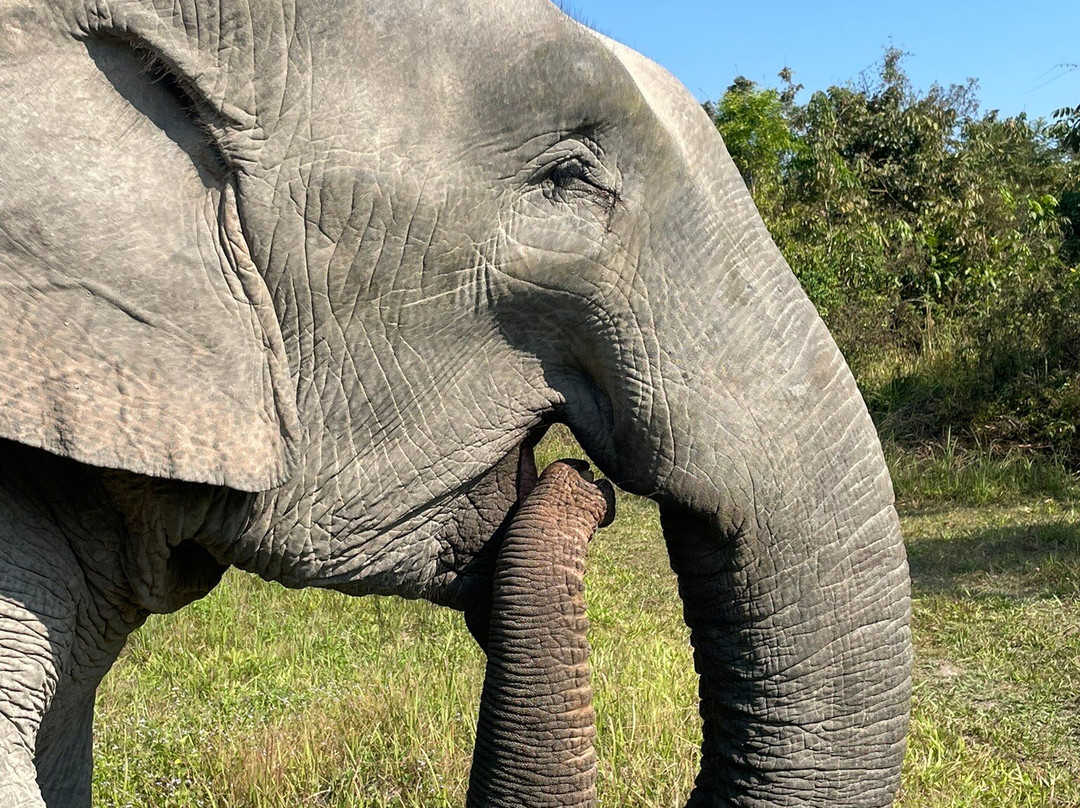 Cambodia Wildlife Sanctuary-暹粒必去景点