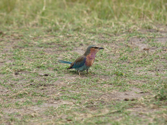 Gorillas and Wildlife Safaris-布恩迪难以穿越的国家公园必去景点