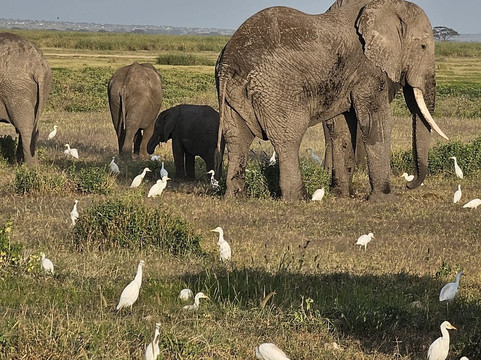 Safari kenya con Alfredo-瓦塔木必去景点