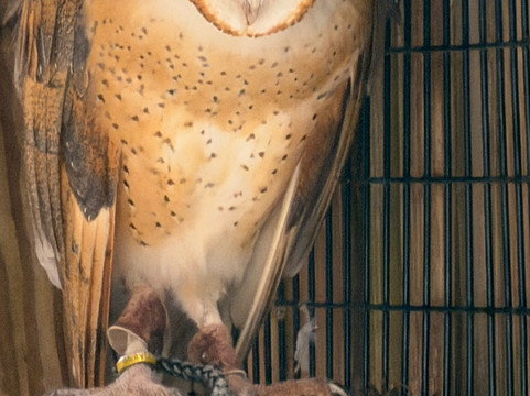 Peace River Wildlife Center-蓬塔戈尔达必去景点