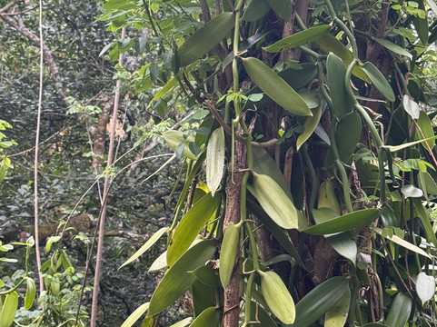 Ella Nine Arch Spice Garden-埃勒必去景点