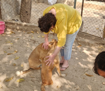 Animal Aid Unlimited-乌代布尔必去景点