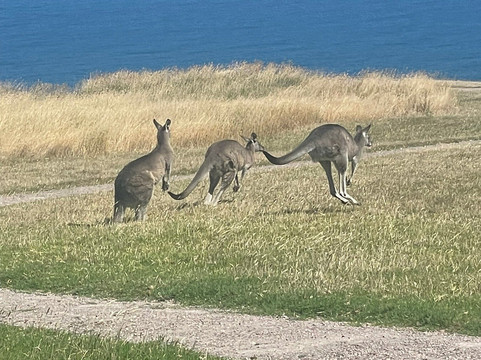 Wildlife Wonders-阿波罗湾必去景点