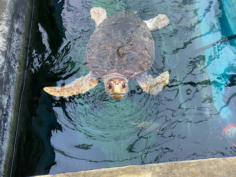 Oceanarium-伯恩茅斯必去景点