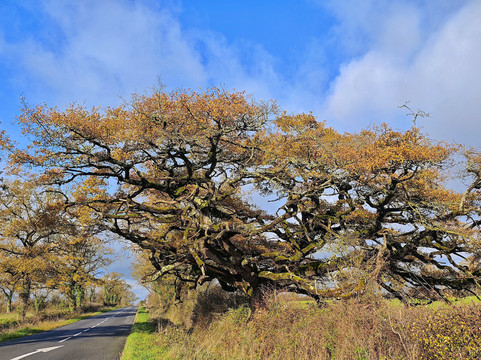 Chêne parapluie-Lathus-Saint-Remy必去景点