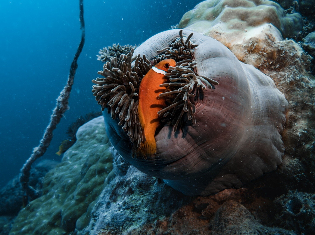Addu Scuba Dive Maldives-阿斯杜太阳岛必去景点