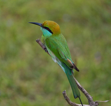 Come Visit Sri Lanka-康提必去景点