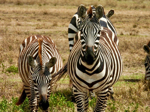 UBUNTU SAFARIS & TOURS COMPANY-阿鲁沙必去景点