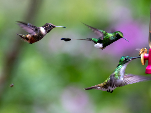 Ecuador Birds Tours-基多必去景点