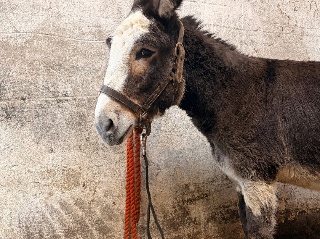 Kinedale Donkeys-Ballynahinch必去景点