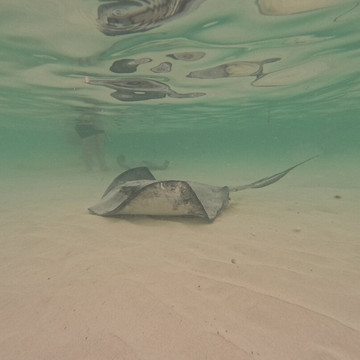 Playa El Cielo Cozumel-考祖梅必去景点