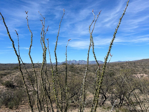 Patagonia Lake State Park-Patagonia必去景点