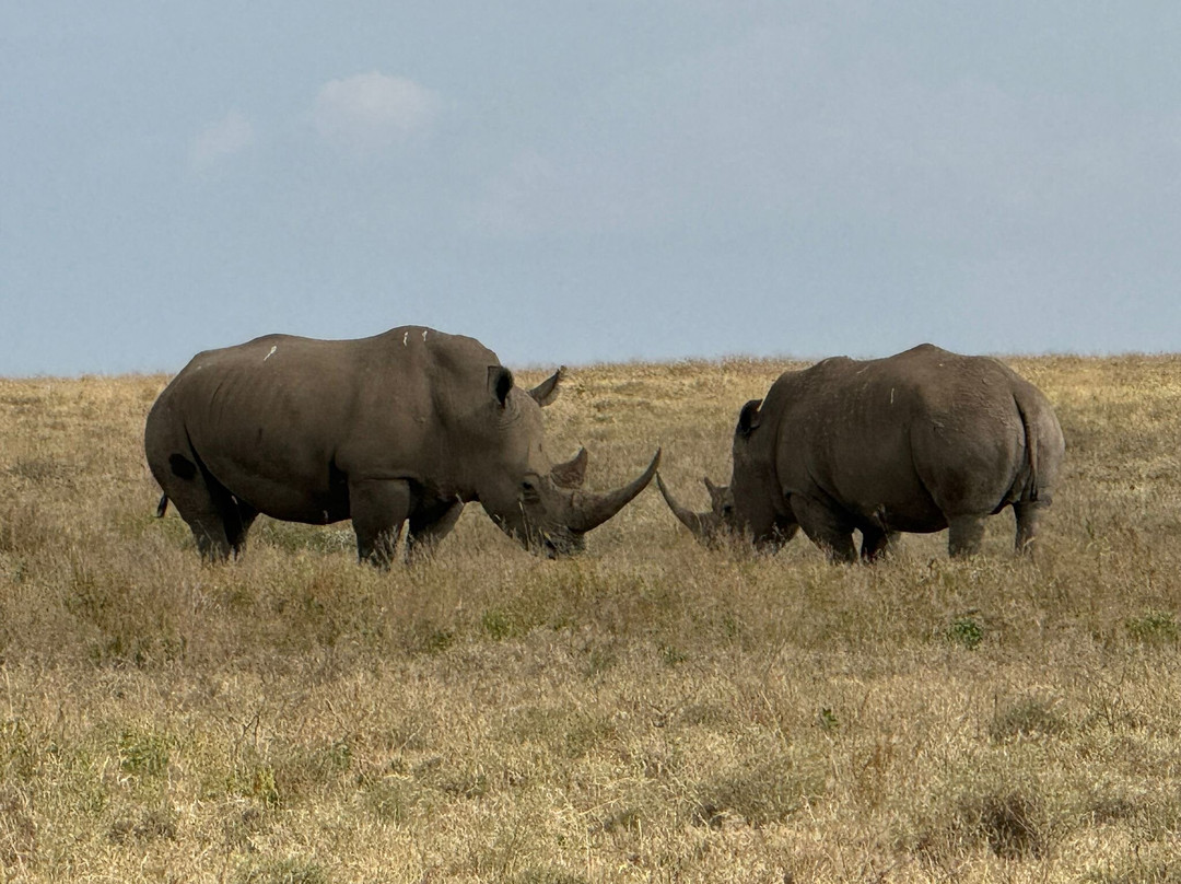 Imara Africa Safaris-内罗毕必去景点