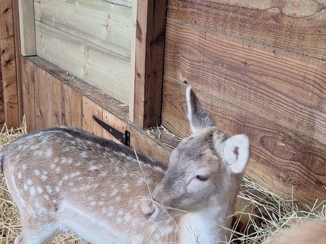 Small Breeds Farm Park-Kington必去景点