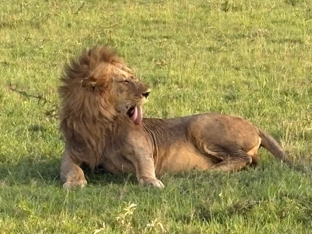 Shadows of Africa-阿鲁沙必去景点
