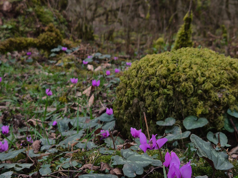 Hirkan National Park-阿斯塔拉必去景点