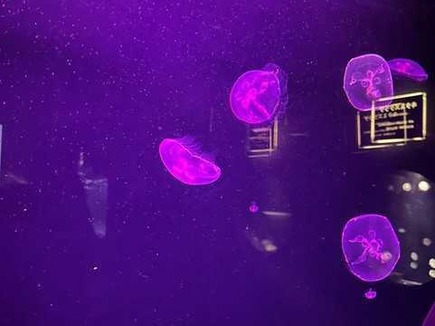 Shimoda Aquarium-下田市必去景点