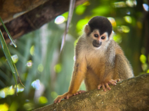 Osa Nature Lovers-Sierpe必去景点