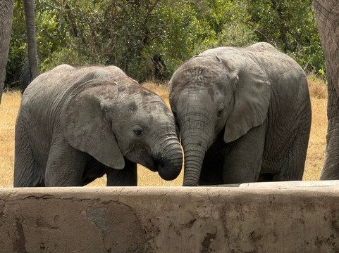 Camili Safaris-内罗毕必去景点