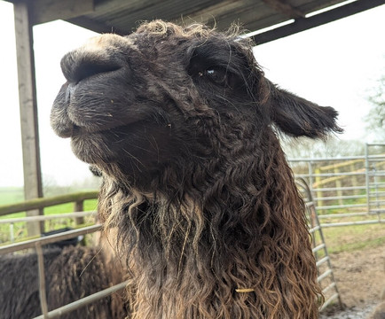 Briery Hill Llamas-Kilcot必去景点