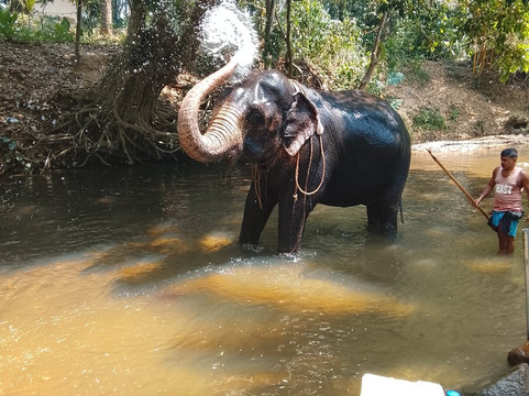 Maharaja Elephants Save Project-凯格勒 必去景点