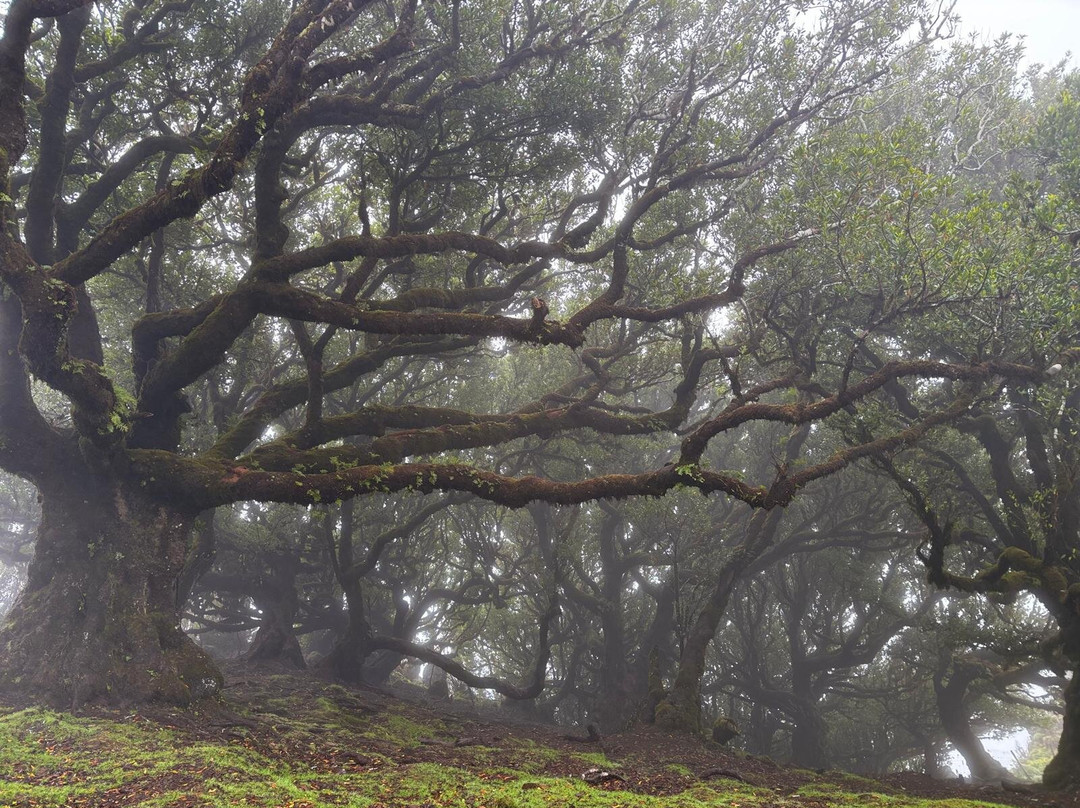 Posto Florestal Fanal