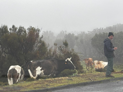 Posto Florestal Fanal-莫尼什港必去景点