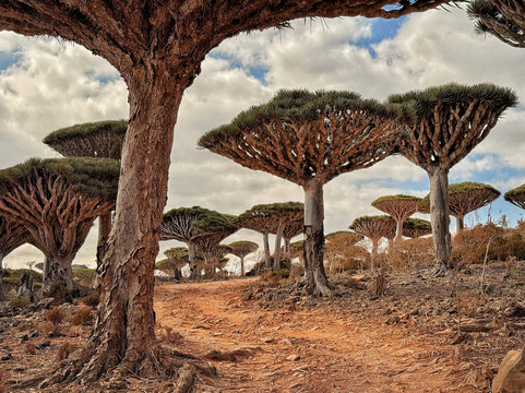 Embrace Socotra-Hadiboh必去景点