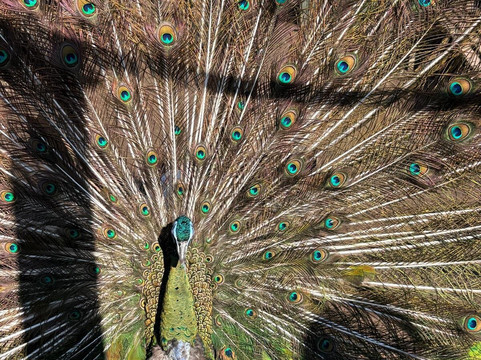 Peacocks Uk-Kempsey必去景点