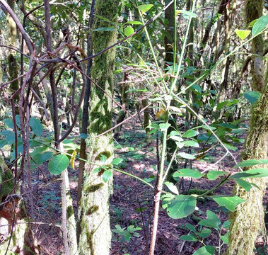 加拉霍埃国家公园-La Gomera必去景点