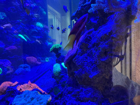 Boca Aquarium-博卡拉顿必去景点