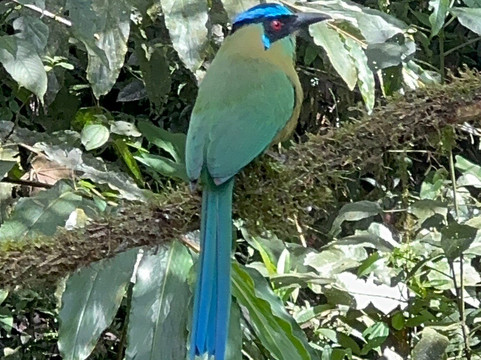 Jaguarundi Travel-波哥大必去景点