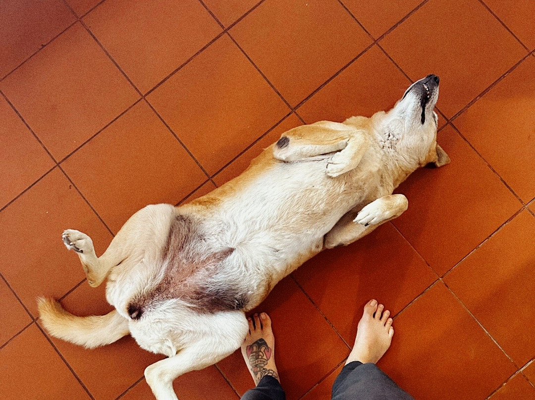 Cambodia Wildlife Sanctuary-暹粒必去景点
