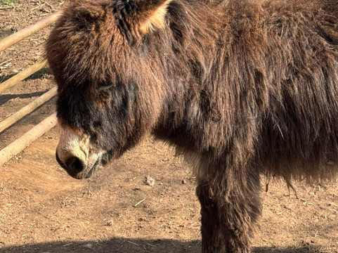 Lucky Tails Alpaca Farm-Atherstone必去景点