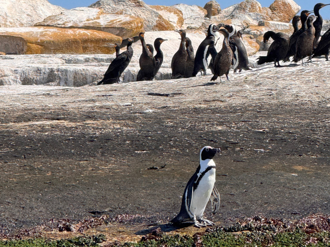 Cape Coast Expeditions-Yzerfontein必去景点