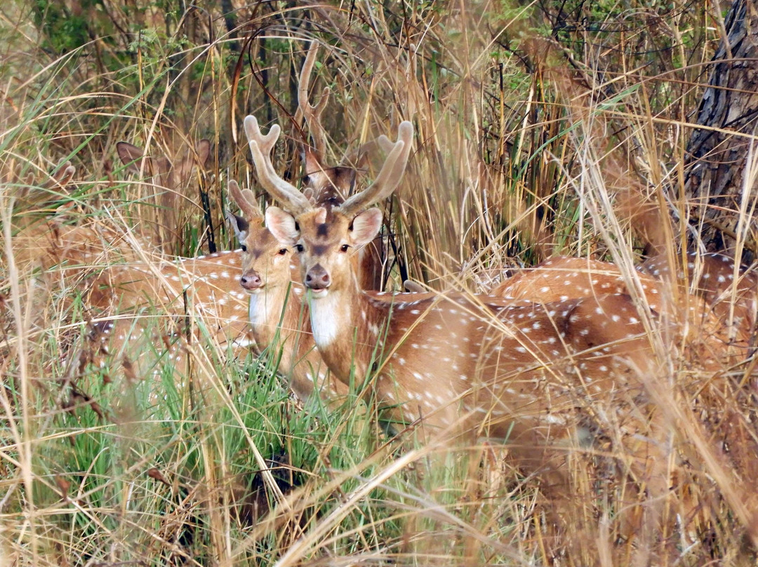 Rhino Lodge Bardia主图
