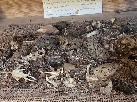 波诺朗野生动物园-Brighton必去景点