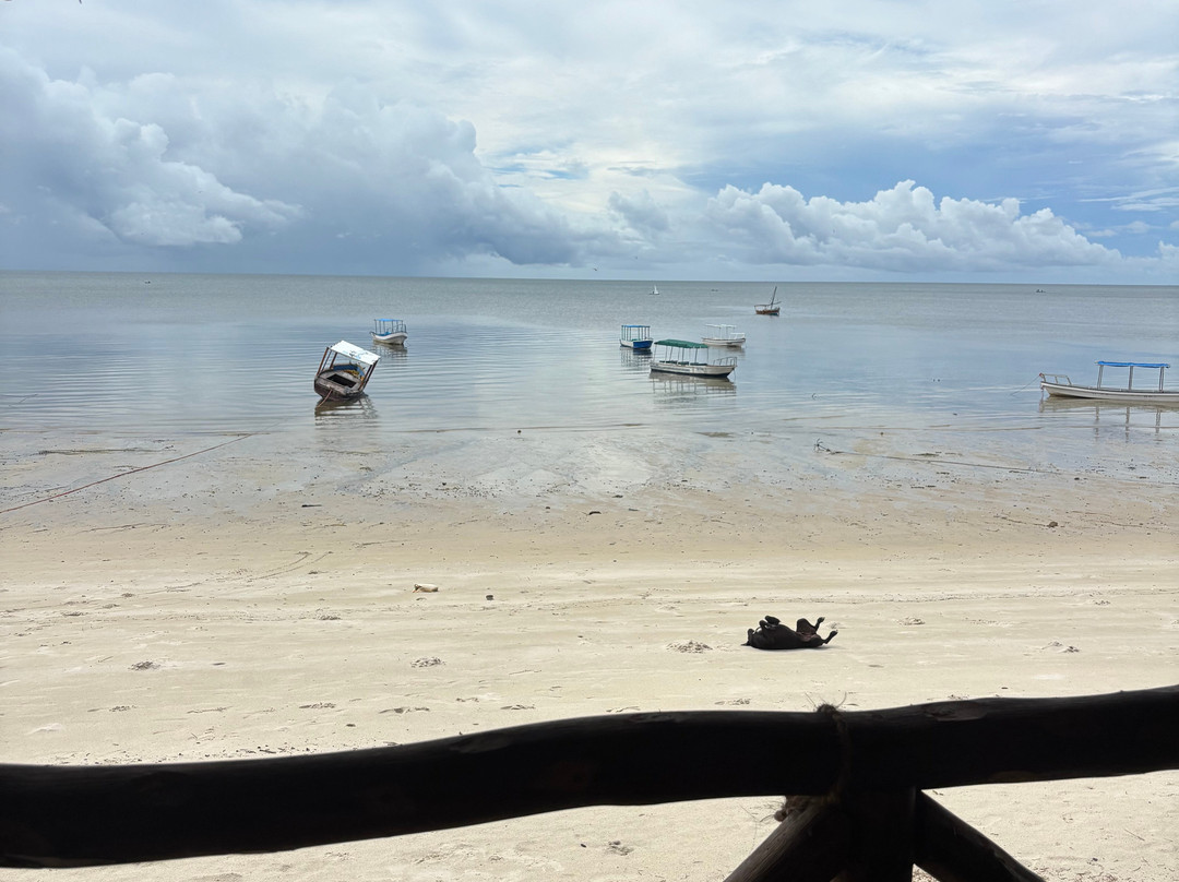 Mafia Whale Shark Tours-Kilindoni必去景点