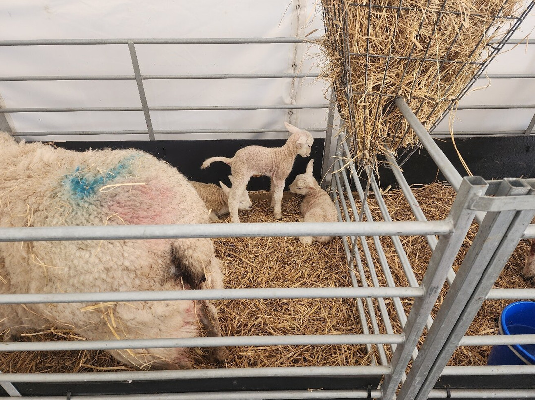 Piglets Adventure Farm-约克必去景点