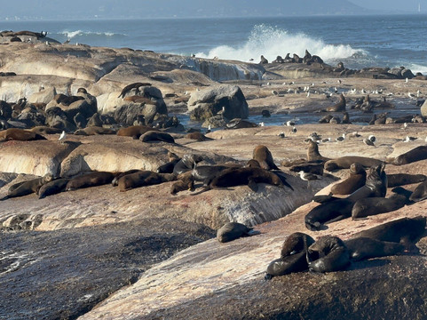 Seal Island-西开普必去景点