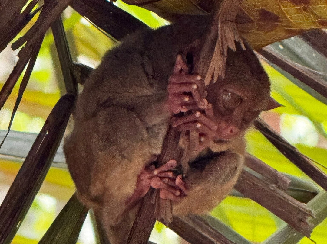 眼镜猴保护区-Bilar必去景点