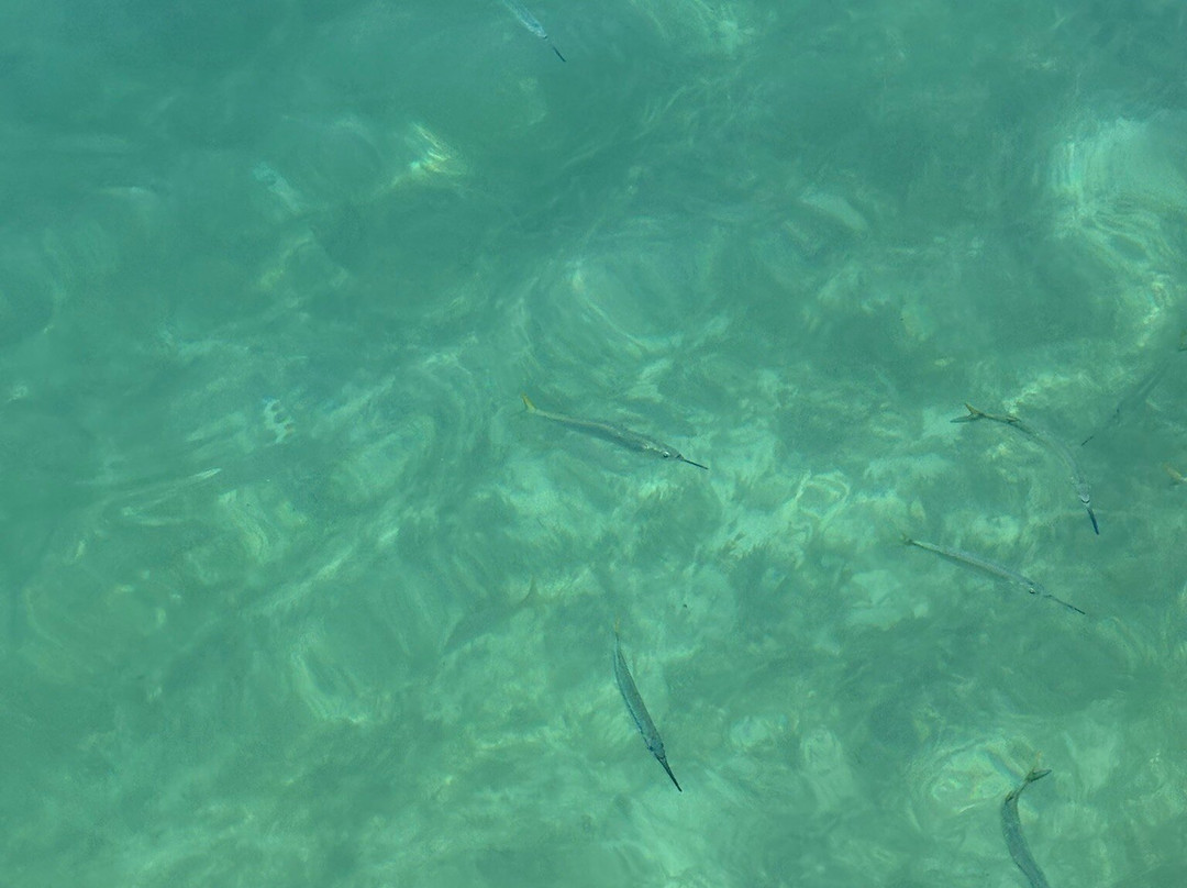 Wadadli Cats-安提瓜必去景点