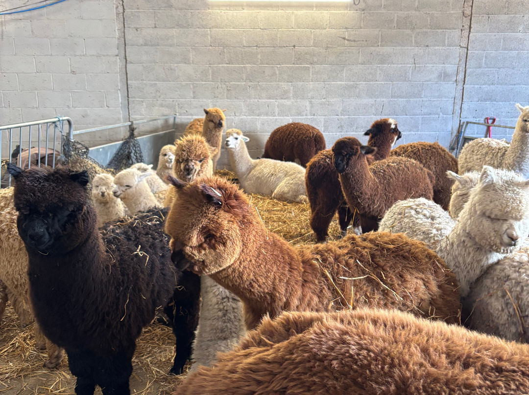 Charnwood Forest Alpacas-Boundary必去景点