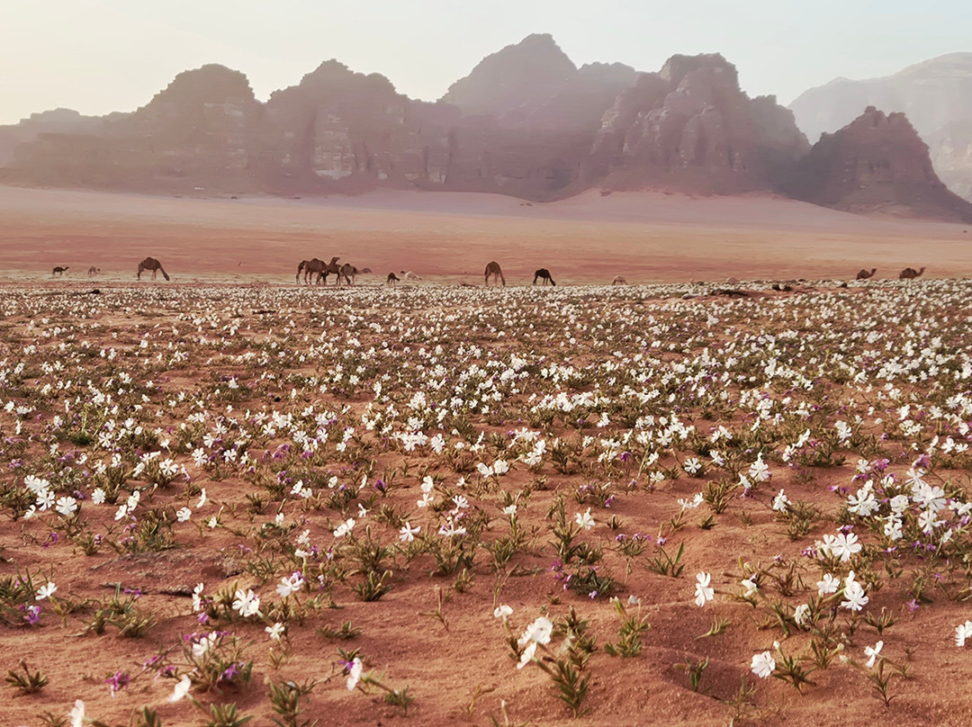 Bedouin Nights Camp-Wadi Rum Village必去景点