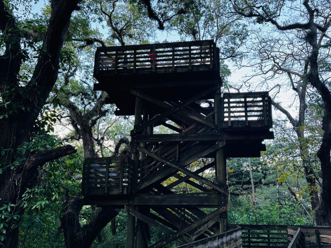 Tree Tops Park-戴维必去景点