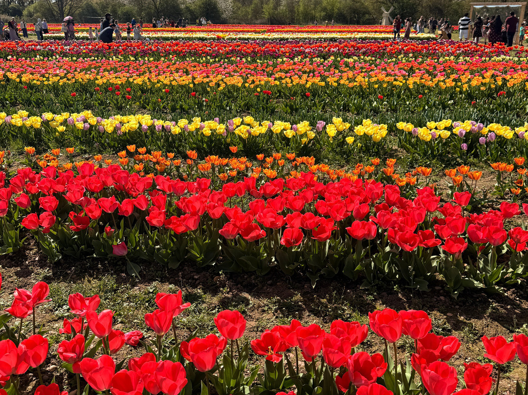 Tulleys Tulip Fields - Hertfordshire-圣奥尔本斯必去景点