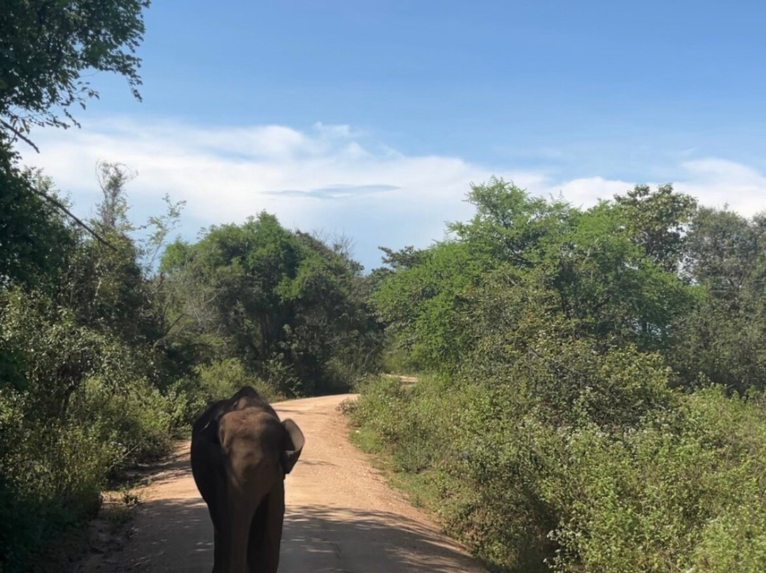 Elephant journey Safari Udawalawe-乌达瓦拉瓦必去景点