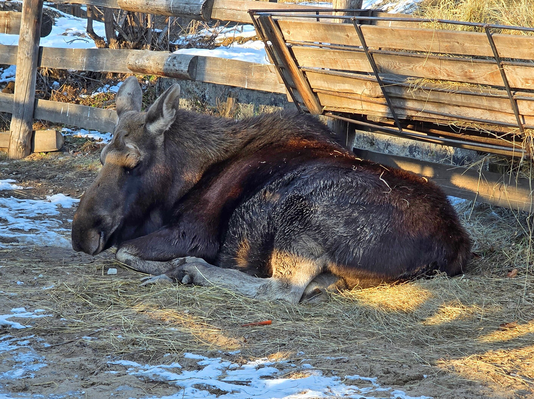 Zoopark Sikhote-Alin-Komsomolsk-on-Amur必去景点