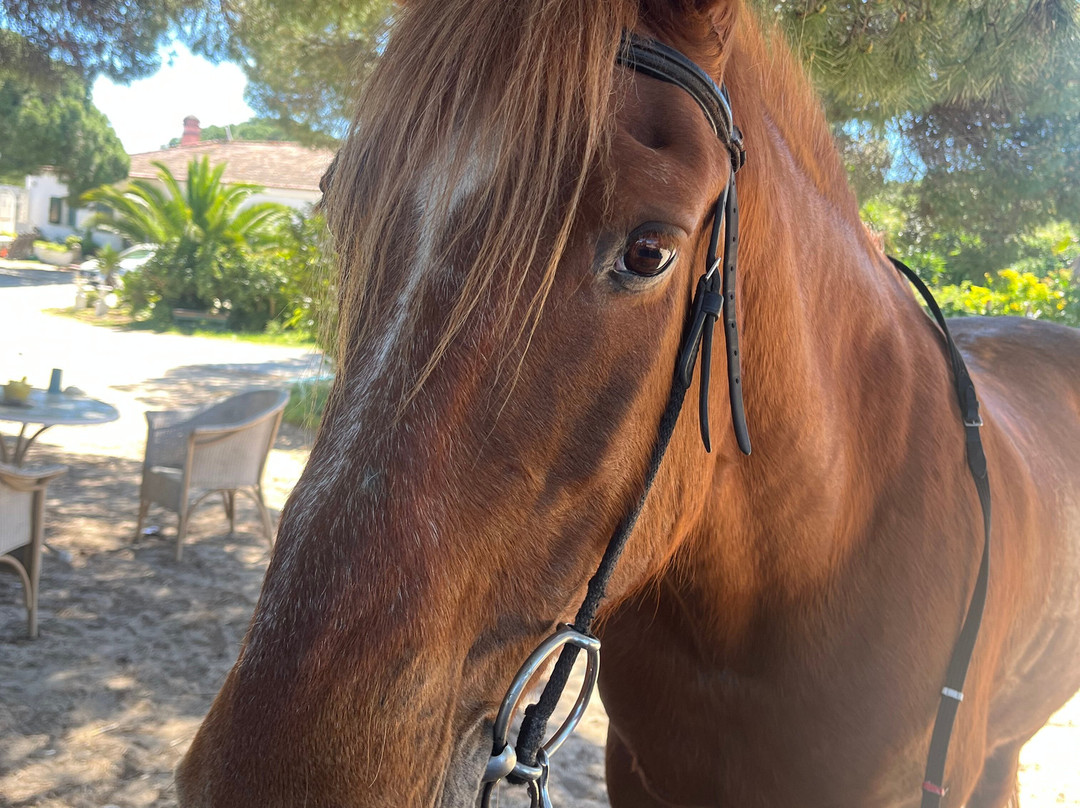 Pinetrees Horse Riding-Almancil必去景点
