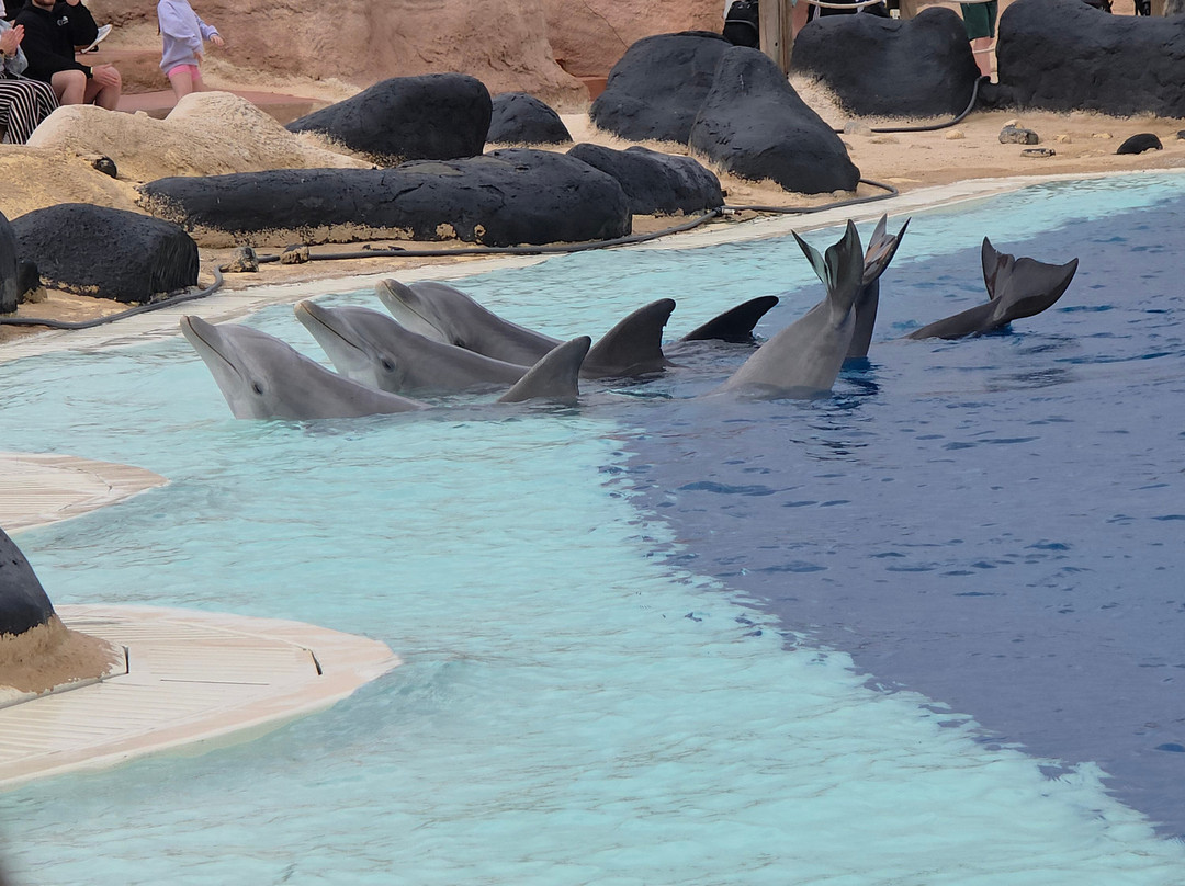 Rancho Texas Lanzarote Park-卡门港必去景点